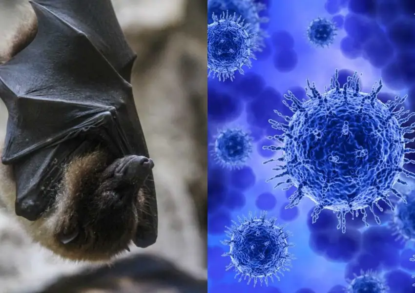 Novo Surto do Nipah Vírus na Índia: Alerta Global, Mas Baixo Risco de Pandemia